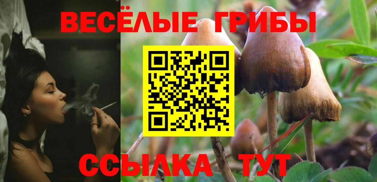 Галлюциногенные грибы Psilocybe Альметьевск